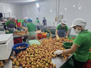 FRUITS DE SAISON D'ÉTÉ Vietnam Litchi Frais/Litchi Séché avec HACCP, Certificat GAP-Vente en gros pour Litchi en conserve Prêt à expédier - Product Image 4