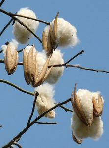 Fibre de Kapok Naturelle en Gros pour Remplissage d'Oreillers |   Oreillers en kapok de qualité supérieure en gros |   Remplissage durable à base de plantes végétales - Product Image 4