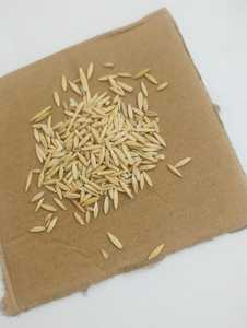 Avena Integral de Grado Alimenticio para Ganado y Vacas, Sin GMO, 18 Meses de Vida Útil, Proveedor Mayorista a Granel - Product Image 5