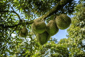 ทุเรียน2024แช่แข็งขายดี // - Product Image 5