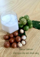 Échantillon gratuit de noix de macadamia grillées en gros craquelées> collation nutritive de taille 25mm pour la consommation directe des fabricants du Vietnam