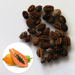Semillas de papaya al por mayor, semillas comestibles de papaya secas al sol para hacer té y sustituto del pimienta. - Product Image 1