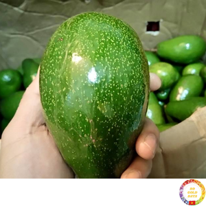 Avocat biologique frais riche en saveur de beurre parfait pour la boulangerie plats culinaires en gros origine Vietnam - Product Image 3