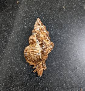 Beauté naturelle de coquillages exquis pour la décoration globale | Commande en gros du Viet Nam - Product Image 5