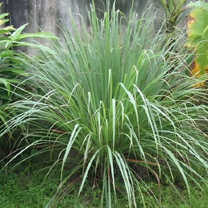 Aceite Aromático Fresco de Palmarosa (CM-001) Van Aroma - Product Image 2