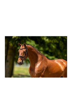 Brida de Cuero para Caballo de Alta Calidad con Forma Anatómica, Ligera, con Forro Suave y Frente Ondulado - Product Image 6