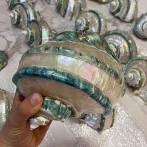 Vietnam Factory Large Turbo Shell 18–20cm Natural Sea Shell Decorative Craft Bulk Manufacturer Export - Product Image 1