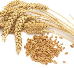 Grano de Trigo Seco de Primera Calidad a Granel / Trigo Integral de Origen Estadounidense, 24 Meses de Vida Útil, Sabor Natural, Entrega Rápida, Venta de Stock - Product Image 2