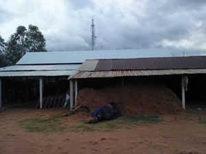 Produit de qualité d'exportation de fibre de noix de coco Vietnam-Prix compétitif Haute qualité VIETSEAFARM VSF-CF12 brun doré 100kg/palette - Product Image 3