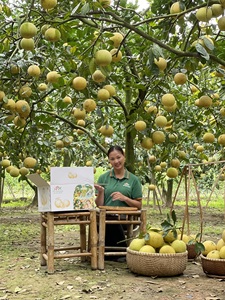 Pamplemousse frais biologique Hanoi Xanh Cooperative HNX13 DIEN GRAPEFRUIT (BUOI DIEN) VIP 2 Entièrement mûr 12cm Fruits naturels/Carton - Product Image 2