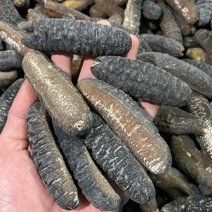 Pepino de Mar Negro Seco con Alto Contenido de Colágeno / Pescado Medicinal para Sopa Saludable, Uso Tradicional, Suministro a Granel, Grado de Exportación - Product Image 4