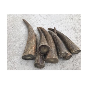 Pointe de corne de buffle naturelle polie écologique ILAHI, couleur naturelle, haute qualité, objet de collection artistique - Product Image 5