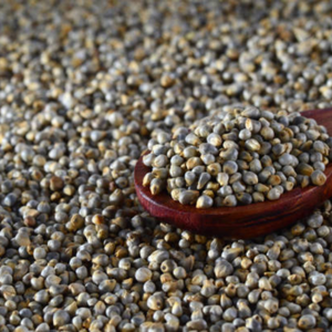 Millet perlé en gros, approvisionnement agricole mondial, grain de millet de qualité export, grain entier naturel de première qualité - Product Image 4