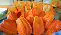 Vietnamese rode jackfruit, bulk, pitloos, gepeld en gereinigd, natuurlijke zoete smaak, diepvries tropisch fruit, klaar om te eten