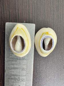 Conchas de Cauri Naturales Grandes con Parte Posterior Abierta, Conchas de Cauri Reales para la Fabricación de Joyas, Manualidades y Decoración - Product Image 2