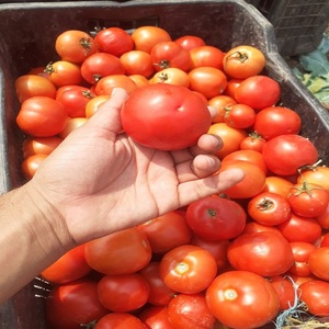 Tomates rouges naturelles de qualité export, produits frais de la ferme pour les applications culinaires quotidiennes - Product Image 1