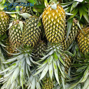 Ananas Queen en gros, fruits frais du Vietnam, taille uniforme, emballage professionnel, partenaire de la chaîne d'approvisionnement mondiale, OEM - Product Image 2