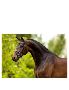 Bridon pour cheval en cuir véritable - Product Image 5