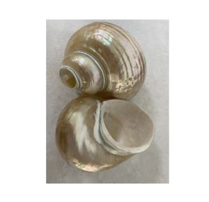 เปลือกหอยขัดเงาคุณภาพสูงจากเวียดนาม เปลือกหอยทูน่า งานฝีมือ ของที่ระลึก ของขวัญ มีสินค้าในสต็อก - Product Image 5