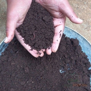 Poudre de fumier de vache organique entièrement décomposée, engrais bio pour l'agriculture, conditionneur de sol - Product Image 5
