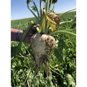 Blettes Sucrées de Qualité Supérieure, Récolte Agricole, Produit de Ferme avec une Qualité Fiable et un Attrait Frais pour le Marché - Product Image 1