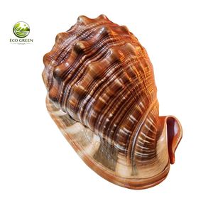 Coquille de mer rouge premium, véritable coquille naturelle décorative pour la décoration de maison en bord de mer, mariage et cadeau souvenir - Product Image 3