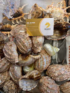 Coquillages artisanaux Lambis Scorpius, matériau artisanal en coquillages, décoration en coquille d'ormeau, vente en gros d'usine au Vietnam, prix bas - Product Image 6