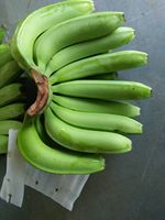 Indiase Cavendish Banaan Groen Rauw 14kg Pakket voor Catering Export Handling Bulk door Sanderi Exporters