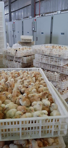 500 œufs Machine à couver incubateur plateau à œufs nouveau fabricant vietnamien meilleure qualité incubateur à œufs à vendre - Product Image 5