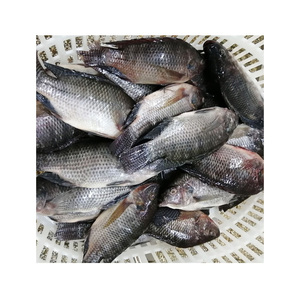 Pescado Tilapia Negro Entero Congelado, Tilapia Congelada para Exportación - Product Image 4