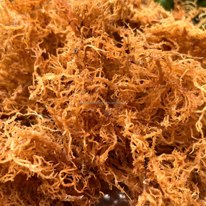 Alga Marina Seca Eucheuma Spinosum (Vietnam) - Marca KIM MINH |   Calidad Premium |   Vida útil de 24 meses |   Embalaje de Bolsas - Product Image 3