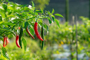 Chiles Verdes y Rojos en Polvo, 100% Puros, Orgánicos, Sin Pulir, de Primera Calidad, Marca Paras, Proveedor de Especias de Exportación de la India, a Granel - Product Image 2