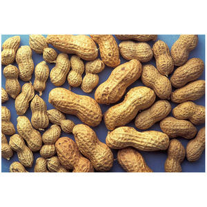 Certificat Halal, arachides blanchies de nouvelle récolte, cacahuètes décortiquées - Product Image 5