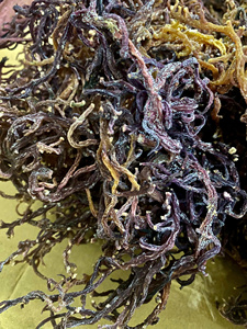 Gel de Algas Marinas Puras (Musgo Irlandés) a Precio Económico por Cantidad al por Mayor/ Sra. Lily - Product Image 6