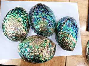 Polished Green <b>Abalone</b> <b>Shell</b> Vietnam for Jewelry Making Craft Inlay Decorative Art and Handmade Accessories Wholesale - Product Image 6