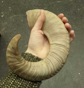 Cuerno de Shofar de Oveja Natural Pulido - Decoración Religiosa Ecológica para el Hogar Hecha a Mano por HASAN CRAFT, Arte y Coleccionable de Alta Calidad - Product Image 1