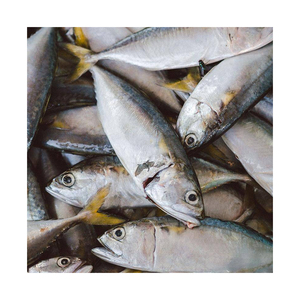 Pescado fresco de caballa directo de fábrica, envasado para distribución comercial - Product Image 4