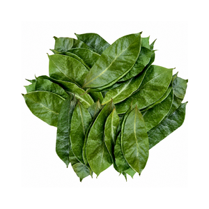 Premium Natural Bulk Dried Soursop Graviola Leaves Black <b>Tea</b> Bags/<b>Box</b> 25 <b>Tea</b> Bags/<b>Box</b> Organic Non Sugar Fermented Grade Vacuum - Product Image 6