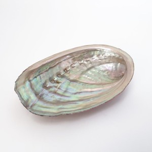 Natural <b>abalone</b> <b>shell</b> nautical beach decor sea <b>shells</b> from <b>abalones</b> for smudging sage burning - Product Image 1