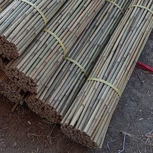 Canne de bambou légère et robuste pour le soutien des plantes et la construction, facile à installer, Vietnam - Product Image 3