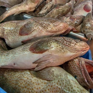 Poisson Grouper Brun Biologique Sans Nicotine IQF Congelé 10 CM 10kg Tacheté Haute Qualité Sous Vide Riche en Vitamines - Product Image 4