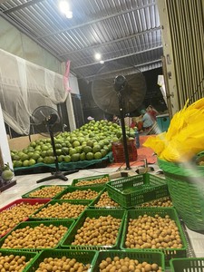 Idor Longan cultivado naturalmente de Vietnam, fruta dorada dulce para exportación, larga vida útil, empaquetado para consumidores globales - Product Image 5