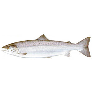 Salmón Congelado/Salmón Congelado de la Mejor Calidad - Product Image 1