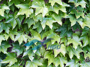 Suministro Directo de Fábrica HGO de Extracto Puro de Hiedra Natural de Grado Alimenticio, Especificación 10:1 - Product Image 3