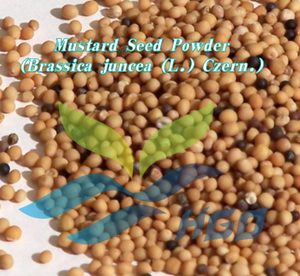 Approvisionnement direct d'usine HGO en poudre de graines de moutarde naturelle (Brassica juncea (L.) Czern.) Extrait de qualité alimentaire aux rapports 5:1, 10:1, 20:1 - Product Image 2