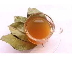 Organic Dried Soursop Leaves Rich in Antioxidants Graviola <b>Tea</b> Raw Material - Product Image 5