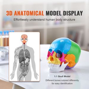 Modello di Cranio Anatomico Dipinto a Grandezza Naturale, 22 Parti, in PVC, con Strumenti di Apprendimento Rimovibili per Scienze Mediche - Product Image 2