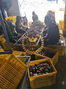 Champignons Shiitake séchés biologiques du Vietnam-Champignons Shiitake 100% naturels séchés Prix bon marché en vrac - Product Image 6