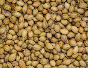 Semillas de Cilantro Indio Frescas de Temporada, Calidad Premium para Comercio al por Mayor, 100% Naturales de Gujarat, 12 Meses de Vida Útil - Product Image 6