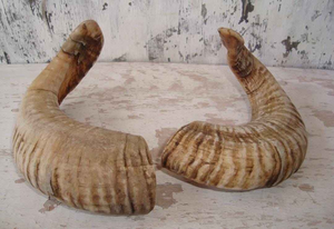 Shofar en corne de Kudu naturelle, fait main, pour la musique et les usages religieux, Shofar casher, Polishedagate - Product Image 4